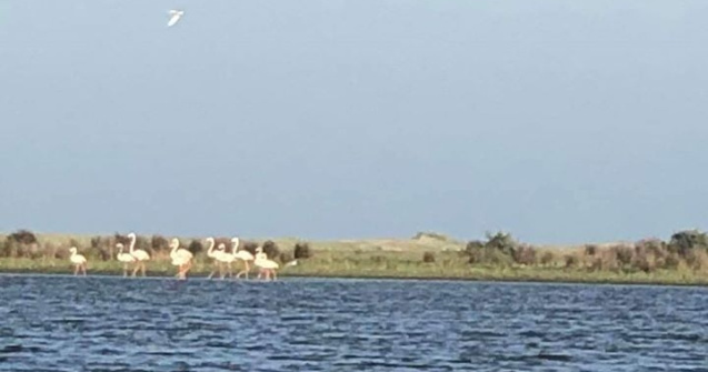 Cel mai mare grup de păsări flamingo observat în România în ultimii 100 de ani