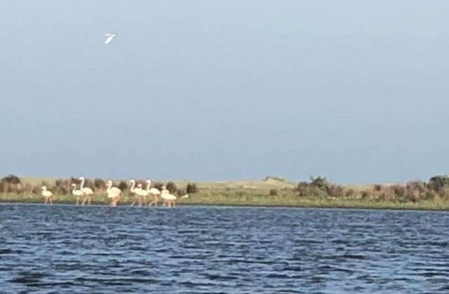 FOTO Cel mai mare grup de păsări flamingo observat în România în ultimii 100 de ani