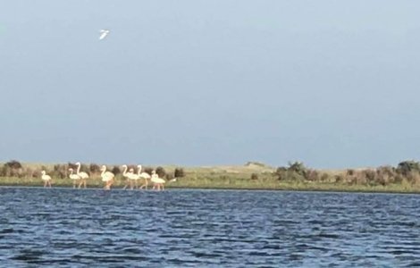 Cel mai mare grup de păsări flamingo observat în România în ultimii 100 de ani