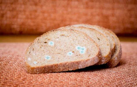 Ce se întâmplă în corpul tău dacă mănânci pâine cu mucegai