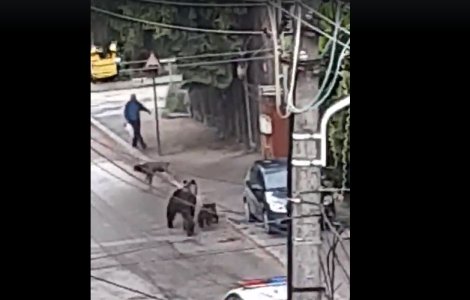 O ursoaică cu trei pui și-a făcut apariția pe străzile din Bușteni