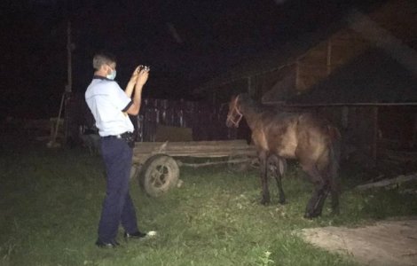 Doi bărbați care au bătut cu sălbăticie un cal au fost reținuți de Poliție