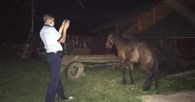 Doi bărbați care au bătut cu sălbăticie un cal au fost reținuți de Poliție