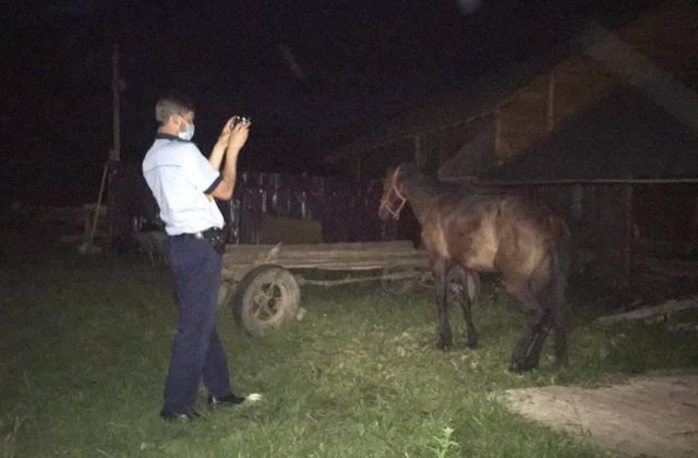 Doi bărbați care au bătut cu sălbăticie un cal au fost reținuți de Poliție