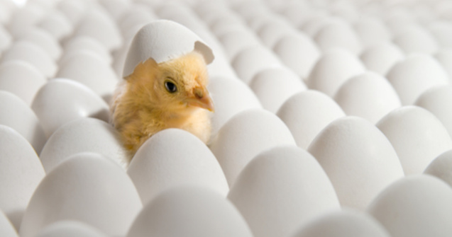 VIDEO Ouăle cumpărate de o femeie de la supermarket au făcut pui