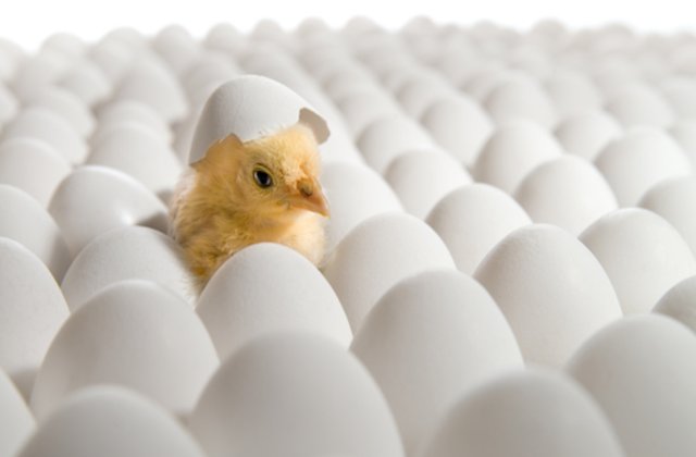 VIDEO Ouăle cumpărate de o femeie de la supermarket au făcut pui