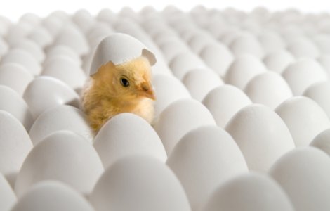 VIDEO Ouăle cumpărate de o femeie de la supermarket au făcut pui