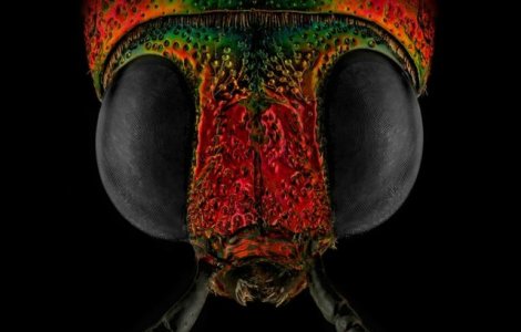 FOTO Și-a transformat frica de gândaci într-o carieră de success