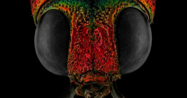 FOTO Și-a transformat frica de gândaci într-o carieră de success