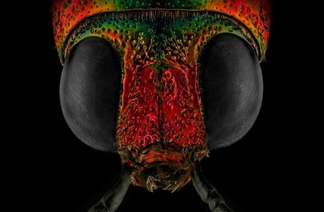 FOTO Și-a transformat frica de gândaci într-o carieră de success. Cele mai tari imagini