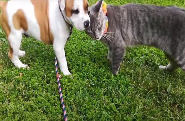 VIDEO Despărțire emoționantă între un pui de câine și cel mai bun prieten al său… o pisică