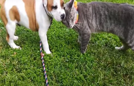 VIDEO Despărțire emoționantă între un pui de câine și o... pisică