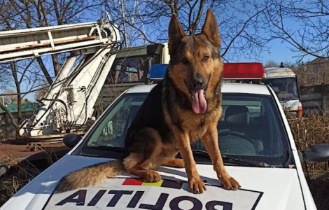 O femeie rătăcită în Bihor a fost găsită de câinele polițist Ozzy