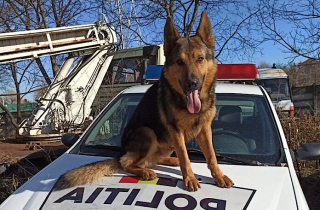 Întâmplare emoționantă în Bihor. O femeie rătăcită a fost găsită de câinele polițist Ozzy