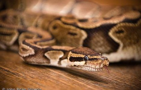 Sarpele cu picior socheaza lumea