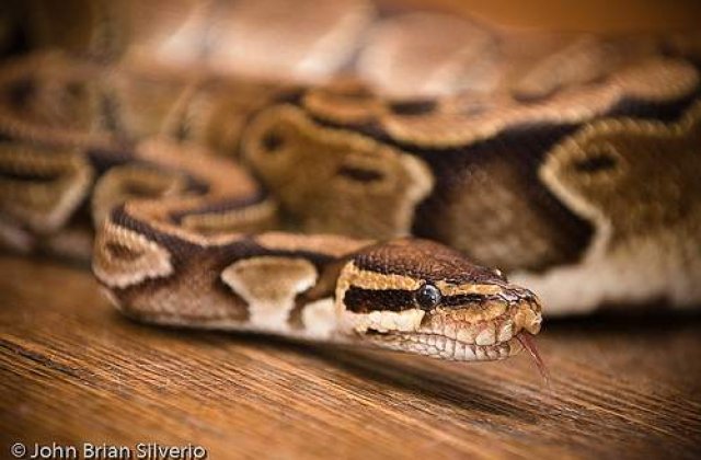 Sarpele cu picior socheaza lumea