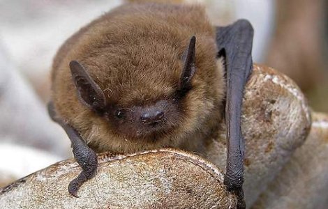 Schimbare de program: Liliecii vaneaza ziua