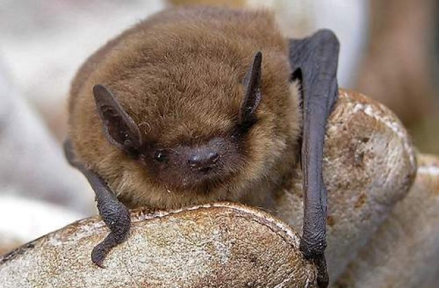 Schimbare de program: Liliecii vaneaza ziua