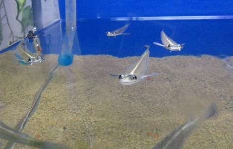 Pesti cu patru ochi in Marea Britanie