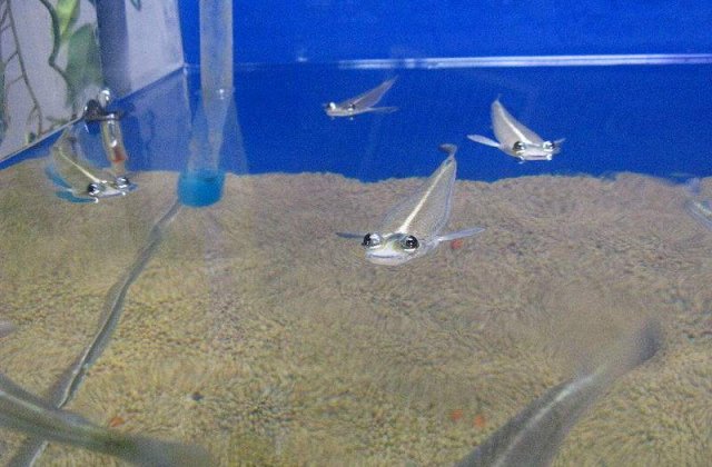 Pesti cu patru ochi in Marea Britanie