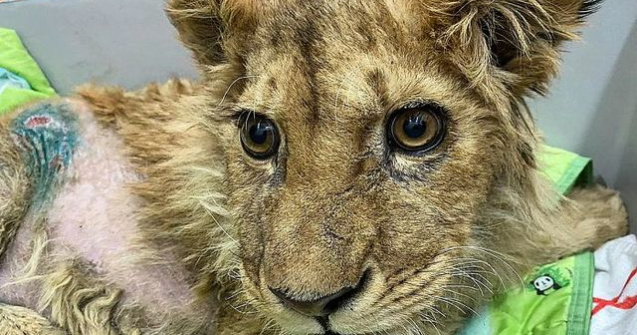 FOTO Pui de leu cu picioarele rupte forțat să facă poze cu turiștii