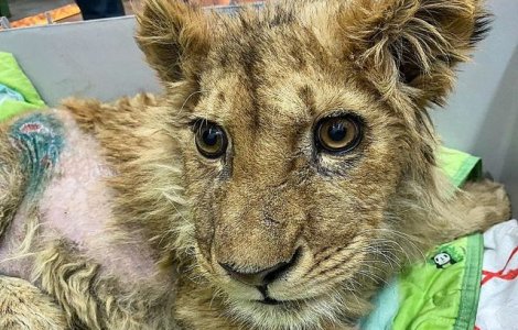 FOTO Pui de leu cu picioarele rupte forțat să facă poze cu turiștii