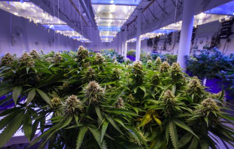 VIDEO Cultură de cannabis descoperită într-o locuință din județul Giurgiu