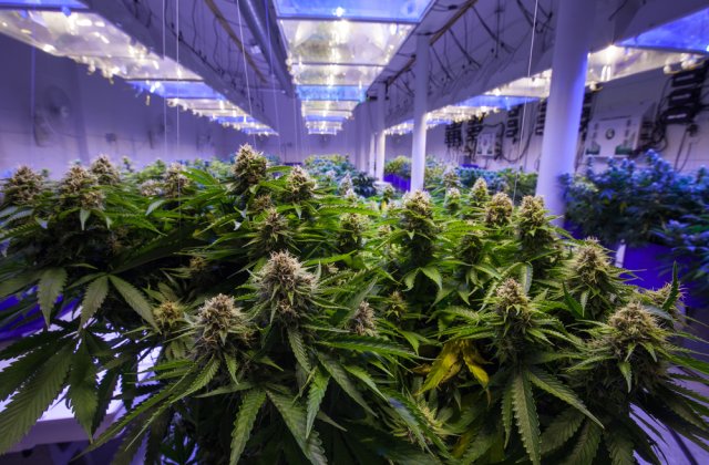 VIDEO Cultură de cannabis descoperită &icirc;ntr-o locuință din județul Giurgiu