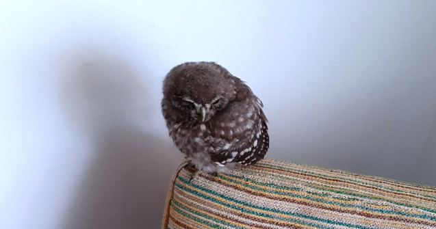 Un pui de cucuvea căzut pe asfalt a fost salvat cu ajutorul Poliției