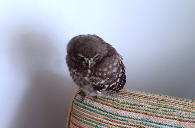 Intervenție specială în Hunedoara! Un pui de cucuvea căzut pe asfalt a fost salvat cu ajutorul Poliției