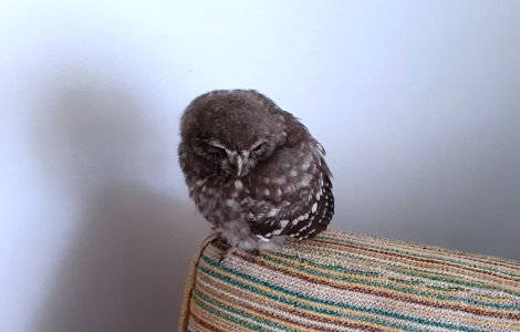 Un pui de cucuvea căzut pe asfalt a fost salvat cu ajutorul Poliției