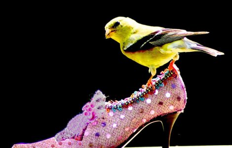 Bucurestiul va avea un Institut de moda