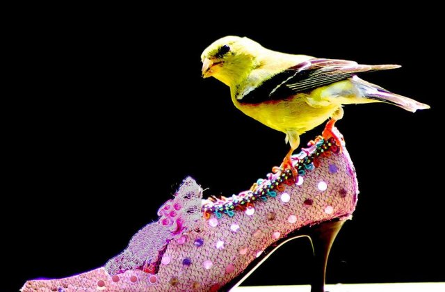 Bucurestiul va avea un Institut de moda