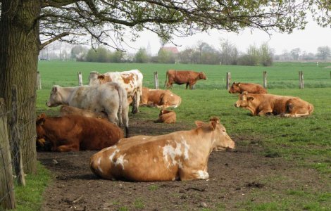 CE vrea sa creasca ajutoarele de stat acordate producatorilor de lapte pana la 15.000 euro