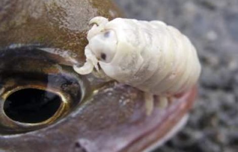 VIDEO: Parazitul devorator de limbi