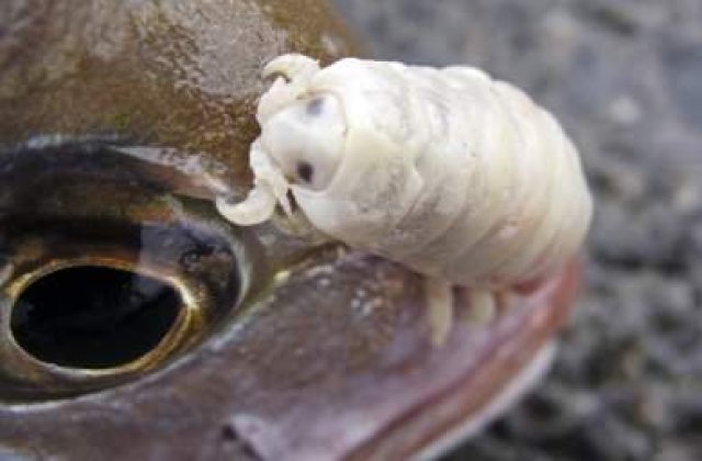 VIDEO: Parazitul devorator de limbi