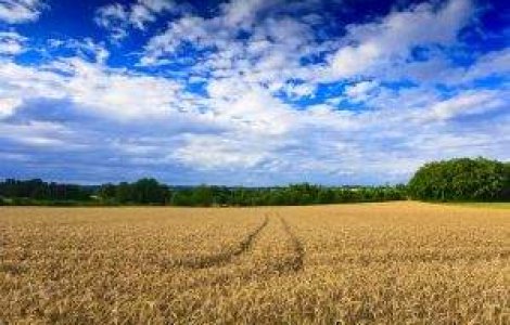 Irlanda vrea sa intre in competitie cu Romania pentru postul de comisar pentru agricultura