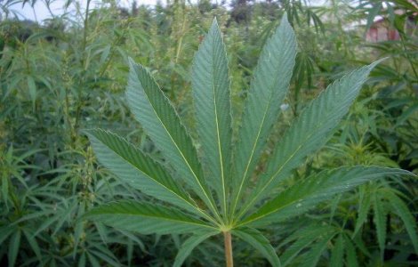 Sapte laboratoare de producere a cannabis-ului descoperite in Bucurest