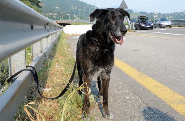 Situație revoltătoare! C&acirc;inii adoptați &icirc;n timpul pandemiei sunt trimiși &icirc;napoi la adăpost sau abandonați