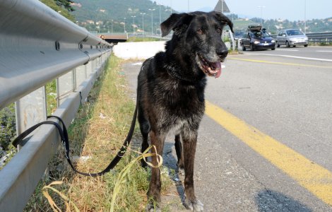 Situație revoltătoare! Câinii adoptați în timpul pandemiei sunt trimiși înapoi la adăpost sau abandonați