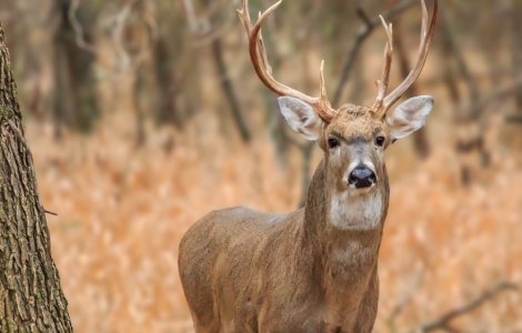 Cerb plin de sânge la Grădina Zoologică din Galaţi