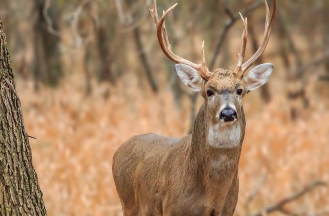 Cerb plin de sânge la Grădina Zoologică din Galaţi. Autoritățile au intervenit rapid