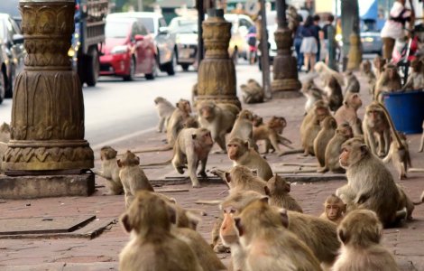”Amenințarea maimuței” în Thailanda: orașul Lopburi a fost invadat de macaci