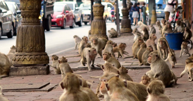 ”Amenințarea maimuței” în Thailanda: orașul Lopburi a fost invadat de macaci