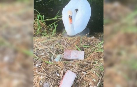 O lebădă a murit de tristețe, după ce câțiva tineri i-au spart ouăle din cuib