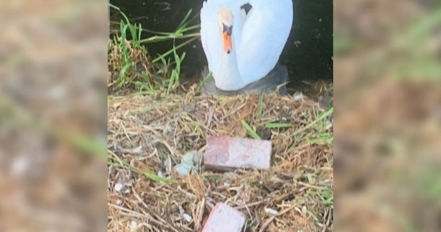 O lebădă a murit de tristețe, după ce câțiva tineri i-au spart ouăle din cuib