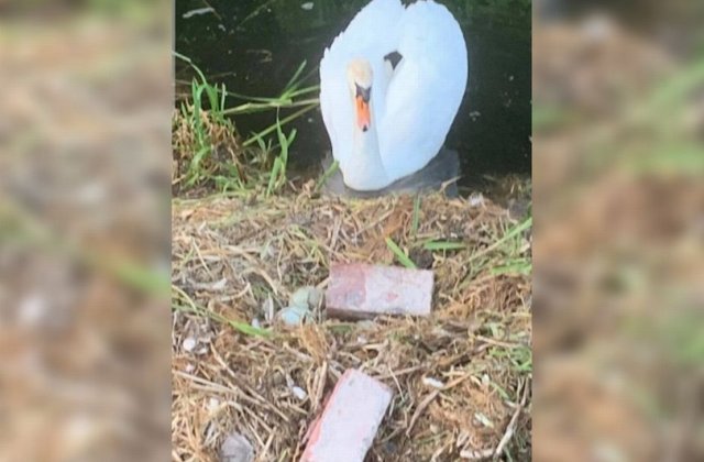 O lebădă a murit de tristețe, după ce câțiva tineri i-au spart ouăle din cuib cu o cărămidă