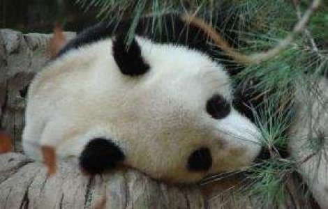 Studiu: Ursii panda din China nu au fost afectati de seismul de la Sichuan din 2008