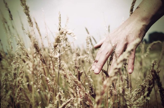 BCR: Recolta de cereale in 2009 ar putea fi mai mica cu circa 25% in 2009