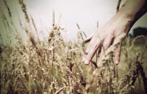 BCR: Recolta de cereale in 2009 ar putea fi mai mica cu circa 25% in 2009